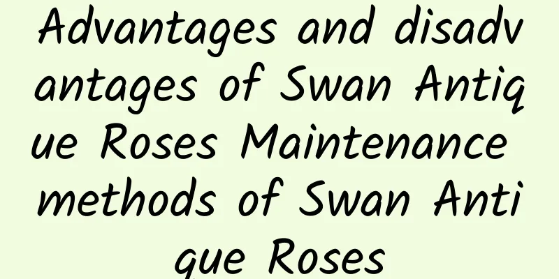 Advantages and disadvantages of Swan Antique Roses Maintenance methods of Swan Antique Roses