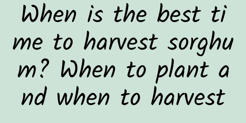 When is the best time to harvest sorghum? When to plant and when to harvest