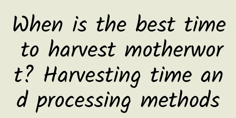 When is the best time to harvest motherwort? Harvesting time and processing methods