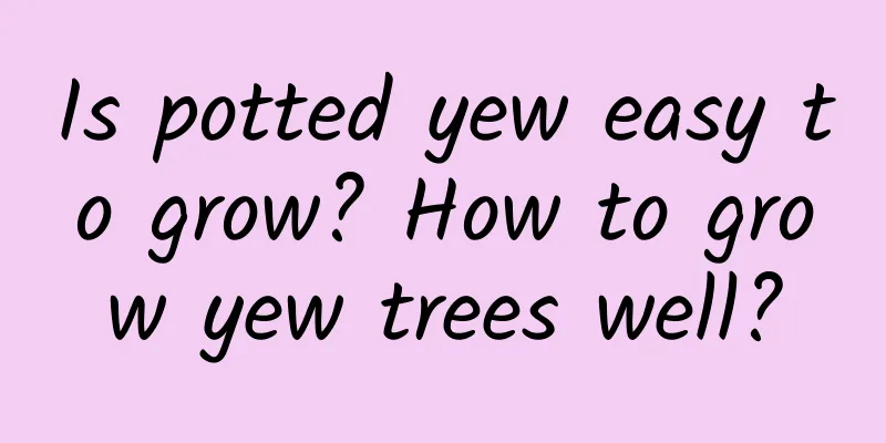Is potted yew easy to grow? How to grow yew trees well?