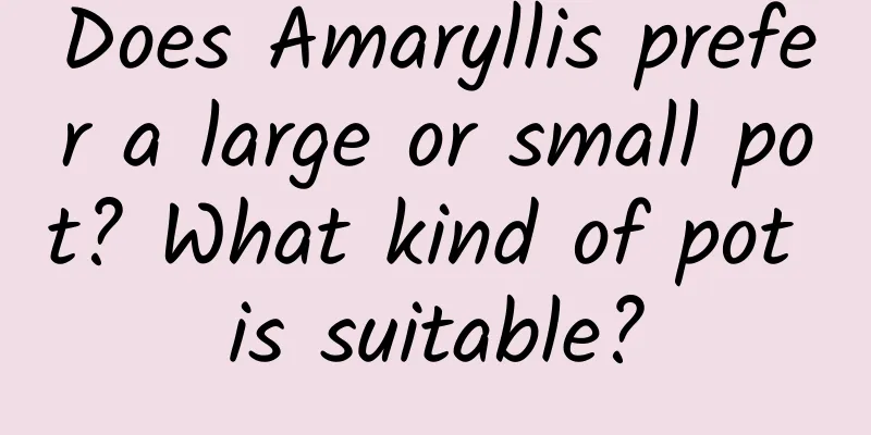 Does Amaryllis prefer a large or small pot? What kind of pot is suitable?