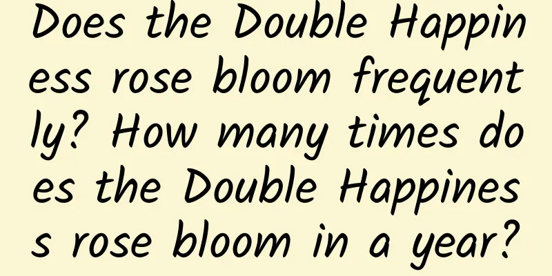 Does the Double Happiness rose bloom frequently? How many times does the Double Happiness rose bloom in a year?