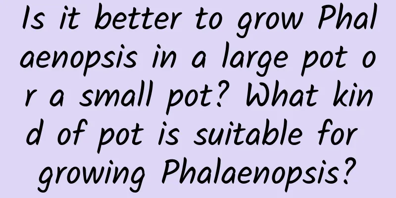 Is it better to grow Phalaenopsis in a large pot or a small pot? What kind of pot is suitable for growing Phalaenopsis?