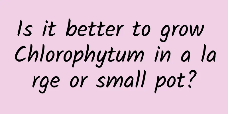 Is it better to grow Chlorophytum in a large or small pot?
