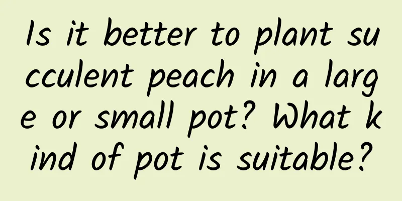 Is it better to plant succulent peach in a large or small pot? What kind of pot is suitable?