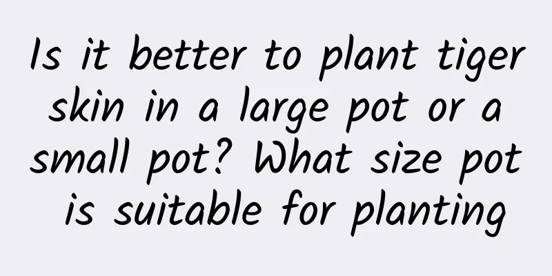 Is it better to plant tiger skin in a large pot or a small pot? What size pot is suitable for planting