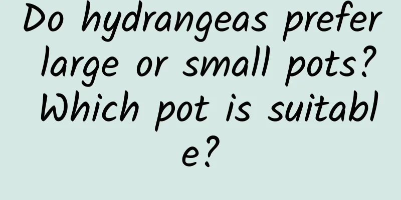 Do hydrangeas prefer large or small pots? Which pot is suitable?