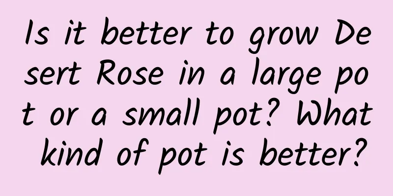 Is it better to grow Desert Rose in a large pot or a small pot? What kind of pot is better?