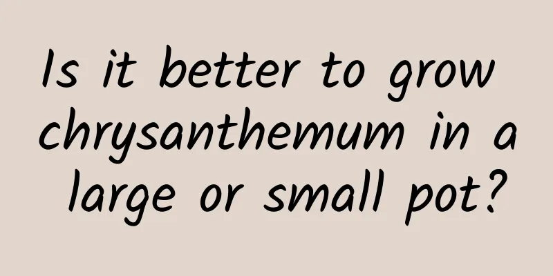 Is it better to grow chrysanthemum in a large or small pot?