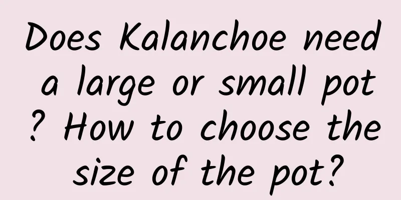 Does Kalanchoe need a large or small pot? How to choose the size of the pot?