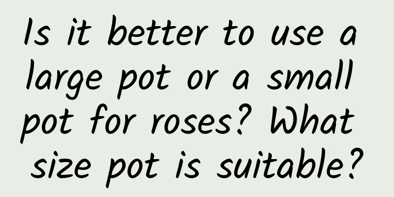 Is it better to use a large pot or a small pot for roses? What size pot is suitable?