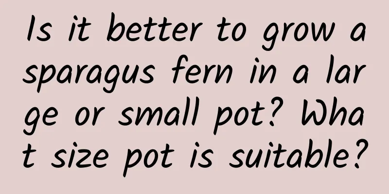 Is it better to grow asparagus fern in a large or small pot? What size pot is suitable?