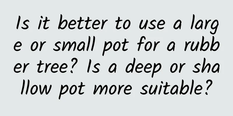 Is it better to use a large or small pot for a rubber tree? Is a deep or shallow pot more suitable?