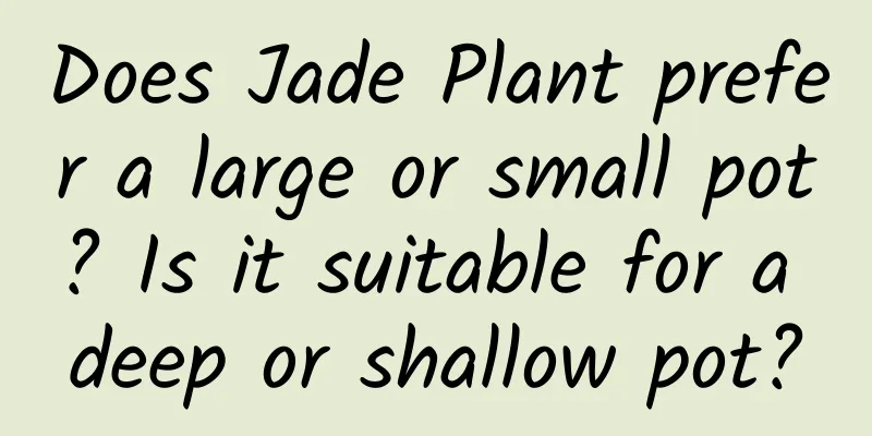 Does Jade Plant prefer a large or small pot? Is it suitable for a deep or shallow pot?