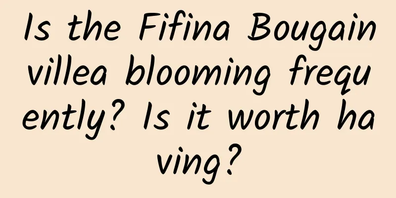 Is the Fifina Bougainvillea blooming frequently? Is it worth having?