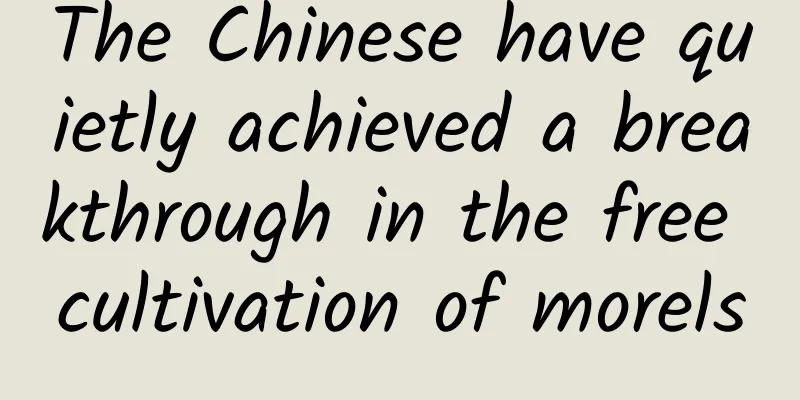 The Chinese have quietly achieved a breakthrough in the free cultivation of morels