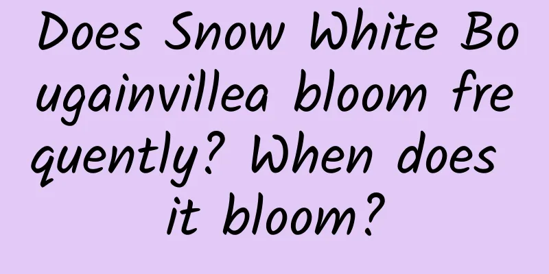 Does Snow White Bougainvillea bloom frequently? When does it bloom?