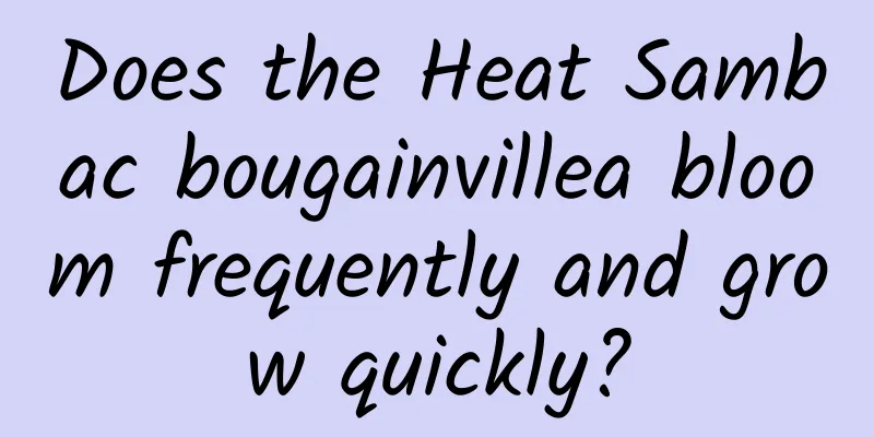 Does the Heat Sambac bougainvillea bloom frequently and grow quickly?