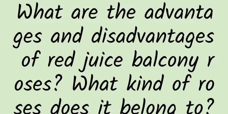 What are the advantages and disadvantages of red juice balcony roses? What kind of roses does it belong to?