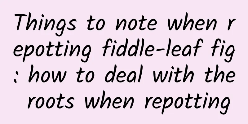 Things to note when repotting fiddle-leaf fig: how to deal with the roots when repotting