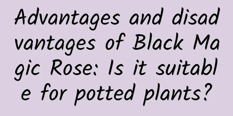 Advantages and disadvantages of Black Magic Rose: Is it suitable for potted plants?