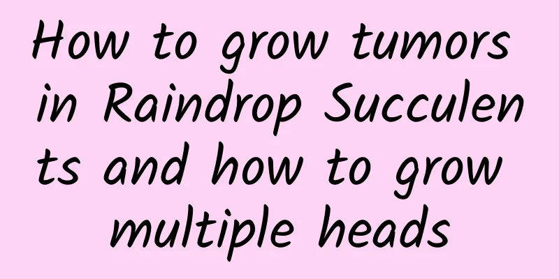 How to grow tumors in Raindrop Succulents and how to grow multiple heads