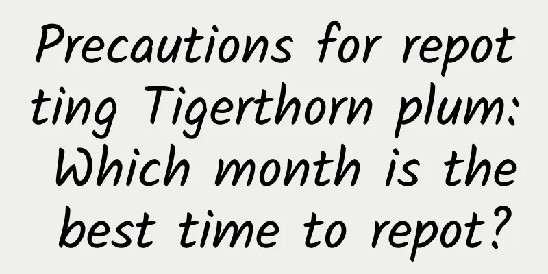 Precautions for repotting Tigerthorn plum: Which month is the best time to repot?