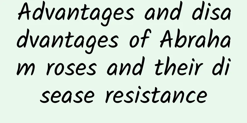 Advantages and disadvantages of Abraham roses and their disease resistance