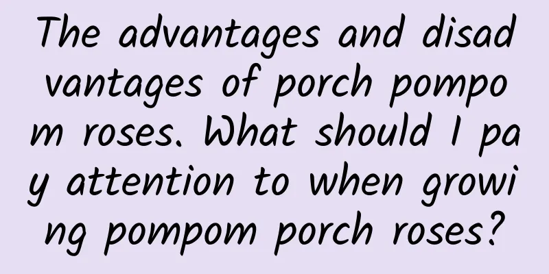 The advantages and disadvantages of porch pompom roses. What should I pay attention to when growing pompom porch roses?