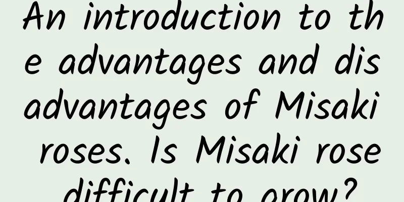An introduction to the advantages and disadvantages of Misaki roses. Is Misaki rose difficult to grow?