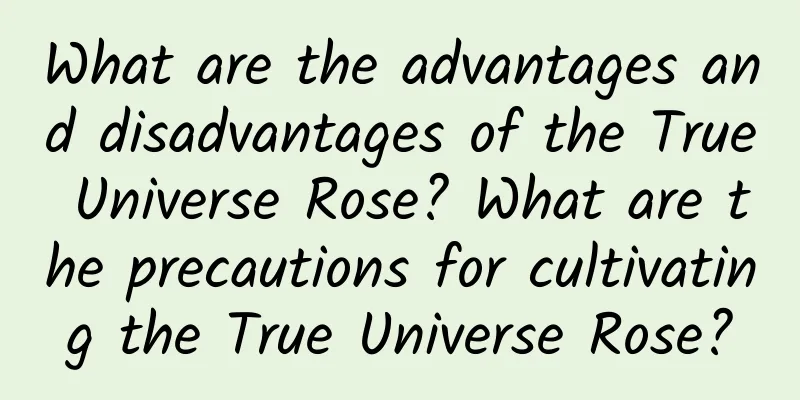 What are the advantages and disadvantages of the True Universe Rose? What are the precautions for cultivating the True Universe Rose?