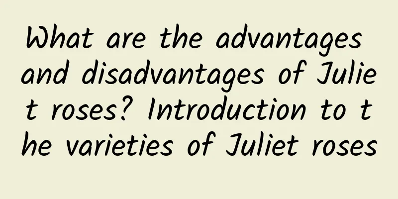What are the advantages and disadvantages of Juliet roses? Introduction to the varieties of Juliet roses