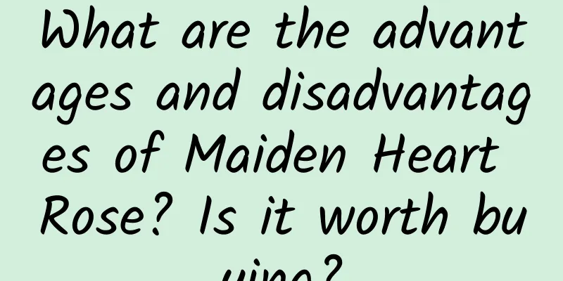 What are the advantages and disadvantages of Maiden Heart Rose? Is it worth buying?