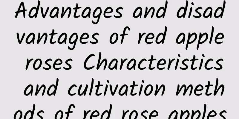 Advantages and disadvantages of red apple roses Characteristics and cultivation methods of red rose apples
