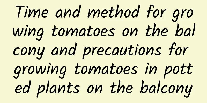 Time and method for growing tomatoes on the balcony and precautions for growing tomatoes in potted plants on the balcony
