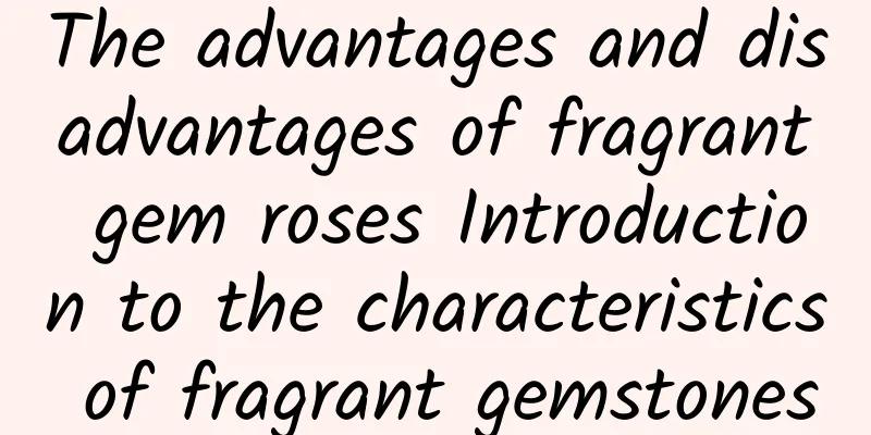 The advantages and disadvantages of fragrant gem roses Introduction to the characteristics of fragrant gemstones