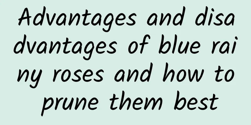 Advantages and disadvantages of blue rainy roses and how to prune them best