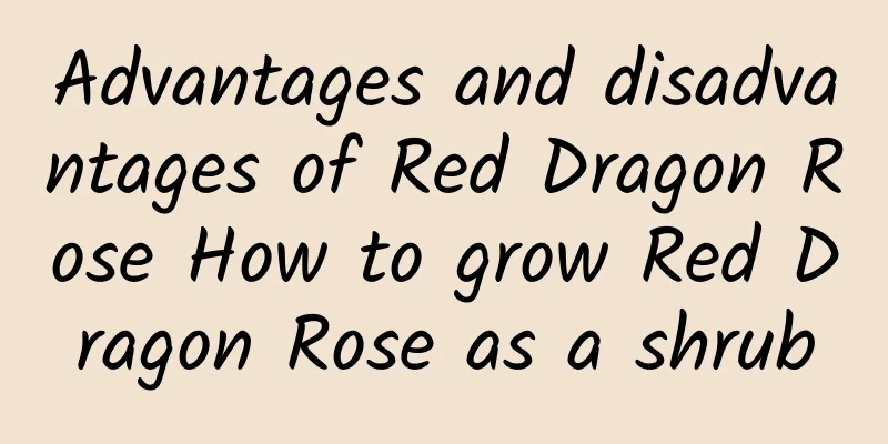 Advantages and disadvantages of Red Dragon Rose How to grow Red Dragon Rose as a shrub