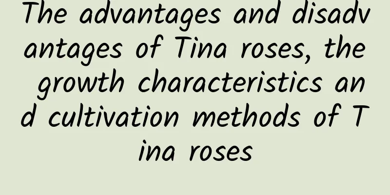 The advantages and disadvantages of Tina roses, the growth characteristics and cultivation methods of Tina roses