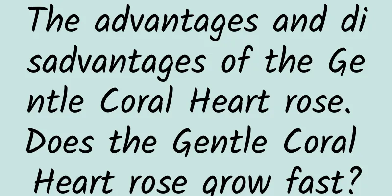 The advantages and disadvantages of the Gentle Coral Heart rose. Does the Gentle Coral Heart rose grow fast?