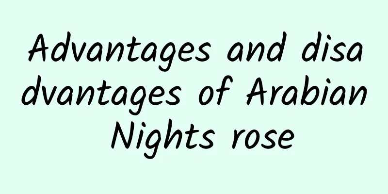 Advantages and disadvantages of Arabian Nights rose