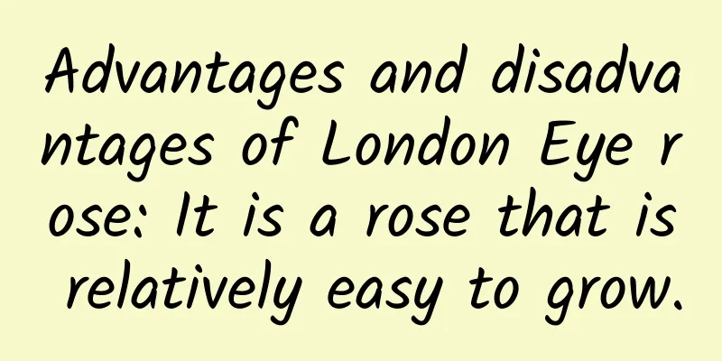 Advantages and disadvantages of London Eye rose: It is a rose that is relatively easy to grow.