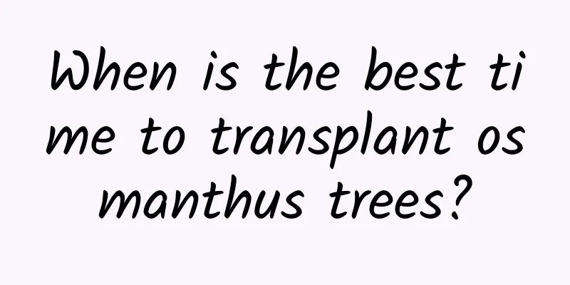 When is the best time to transplant osmanthus trees?