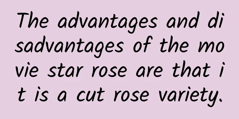 The advantages and disadvantages of the movie star rose are that it is a cut rose variety.