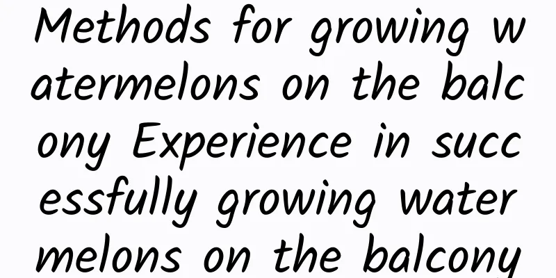 Methods for growing watermelons on the balcony Experience in successfully growing watermelons on the balcony