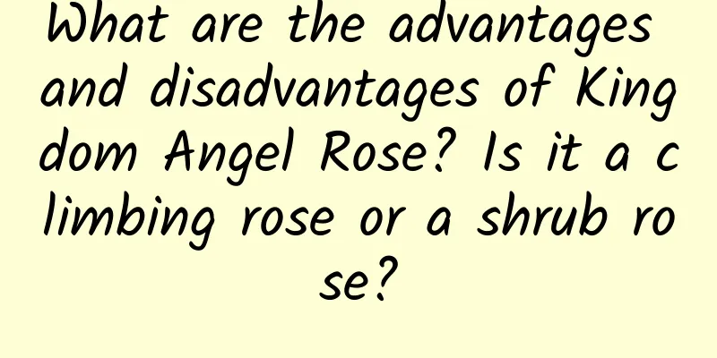 What are the advantages and disadvantages of Kingdom Angel Rose? Is it a climbing rose or a shrub rose?