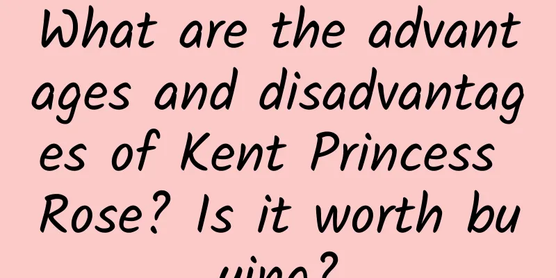 What are the advantages and disadvantages of Kent Princess Rose? Is it worth buying?