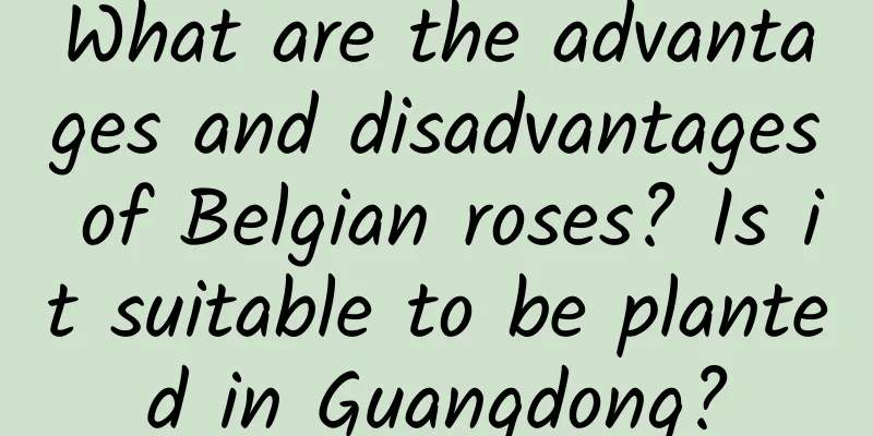 What are the advantages and disadvantages of Belgian roses? Is it suitable to be planted in Guangdong?