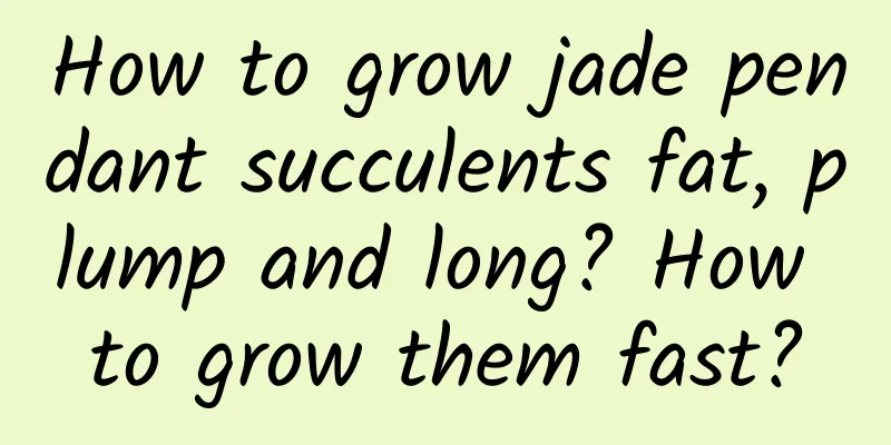 How to grow jade pendant succulents fat, plump and long? How to grow them fast?