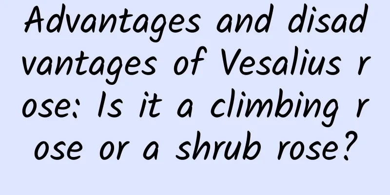 Advantages and disadvantages of Vesalius rose: Is it a climbing rose or a shrub rose?